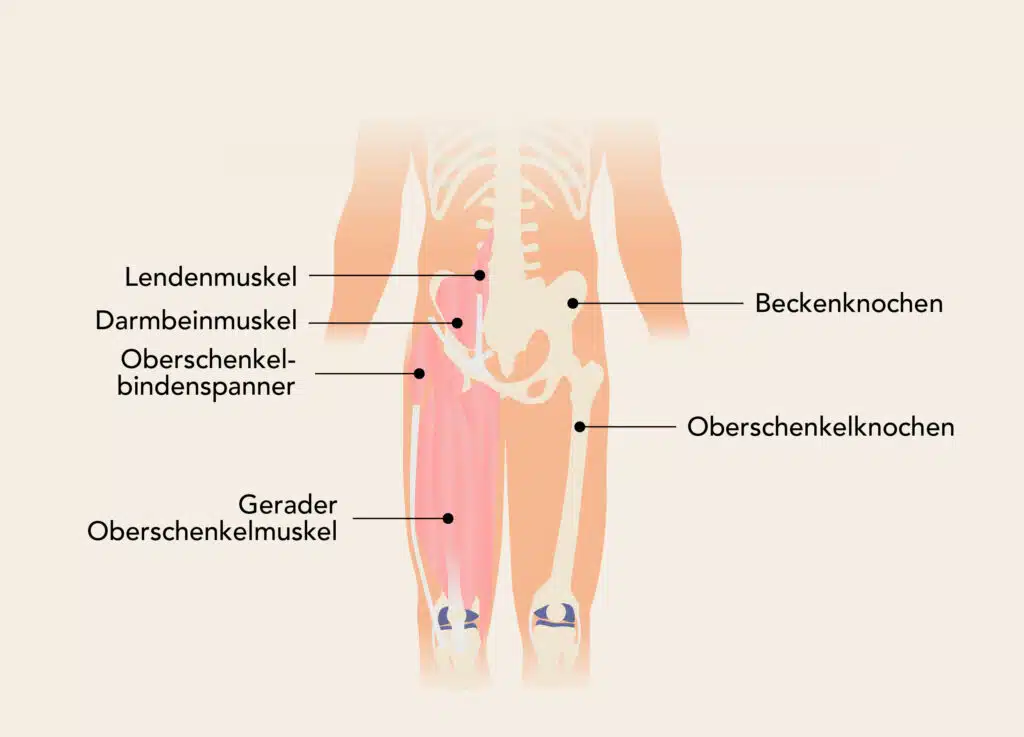 Unterer Rücken Aufbau