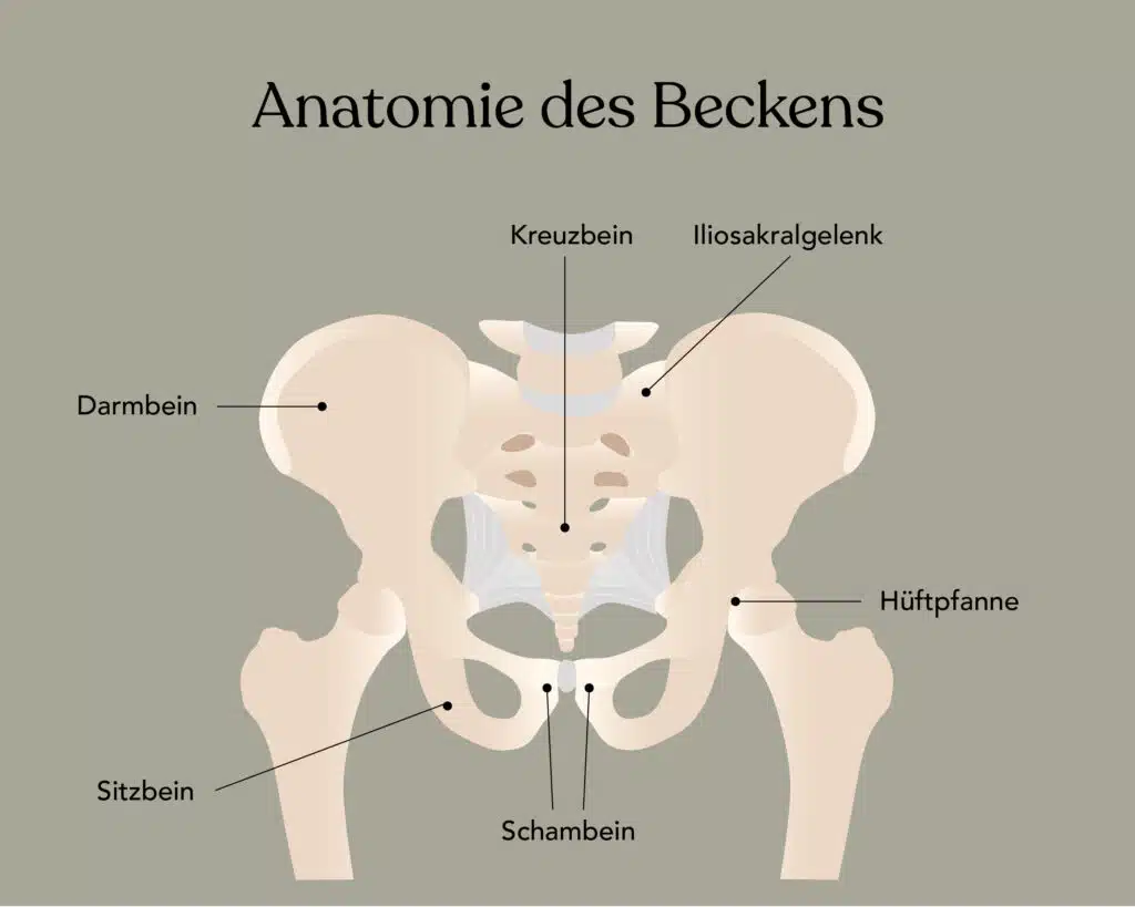Anatomie deines Beckens: Kreuzbein, Iliosakralgelenk, Hüftpfanne, Schambein, Sitzbein, Darmbein