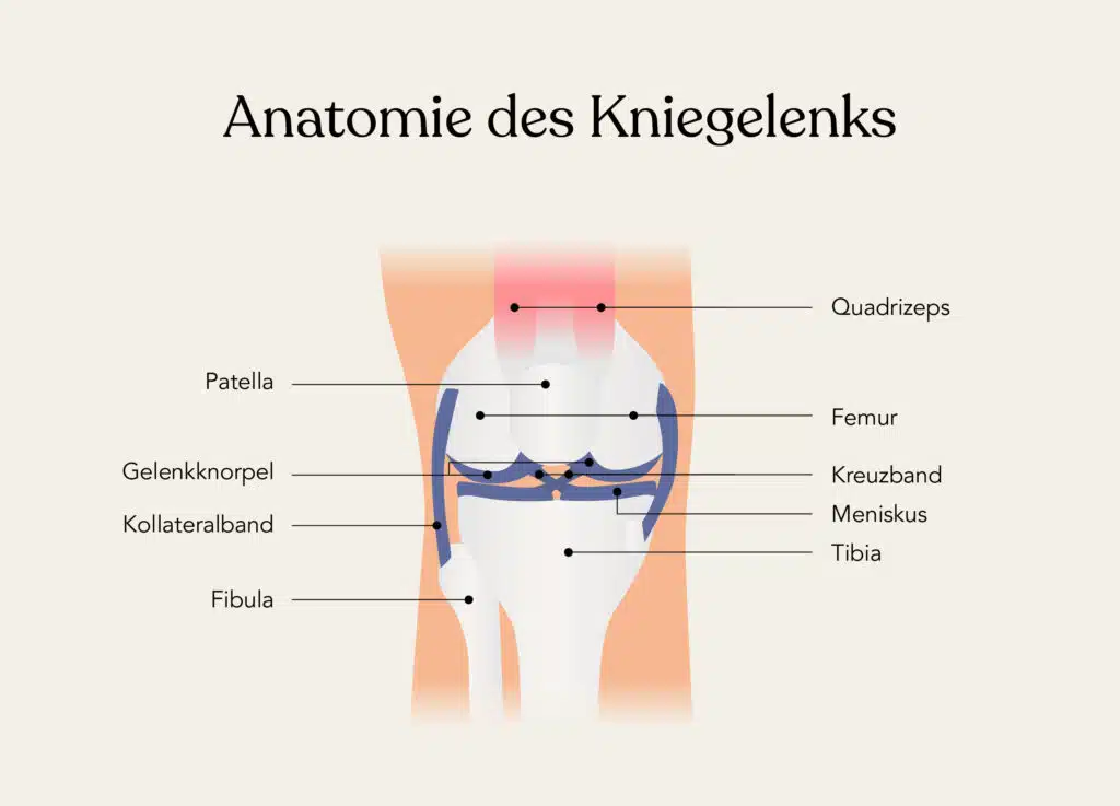Anatomie des Kniegelenks