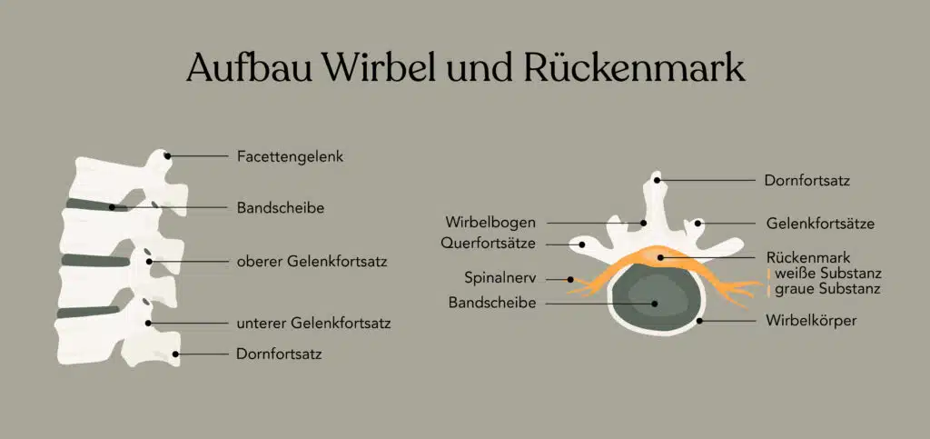 Aufbau von Wirbel und Rückenmark